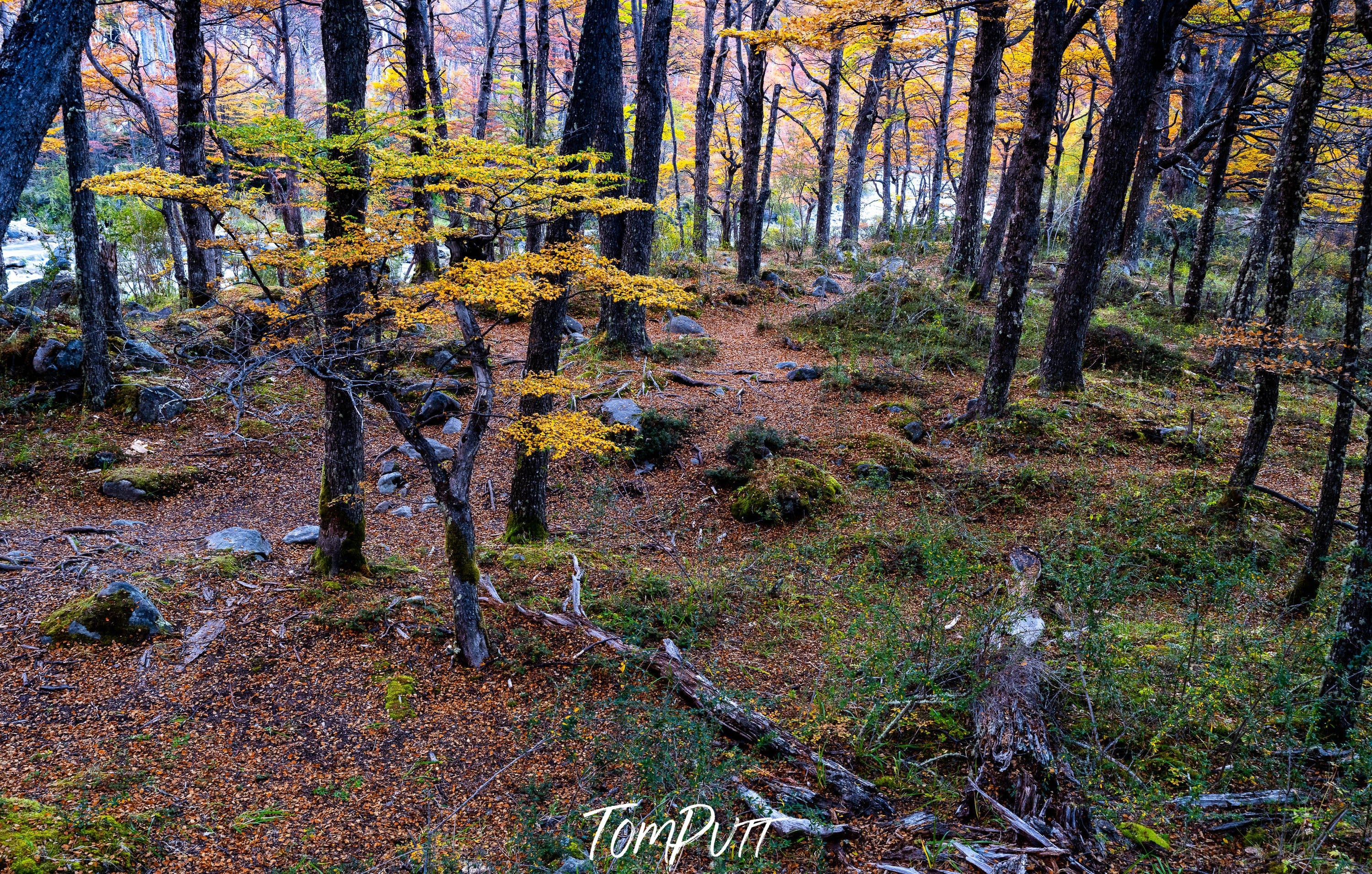 Patagonia autumn forest