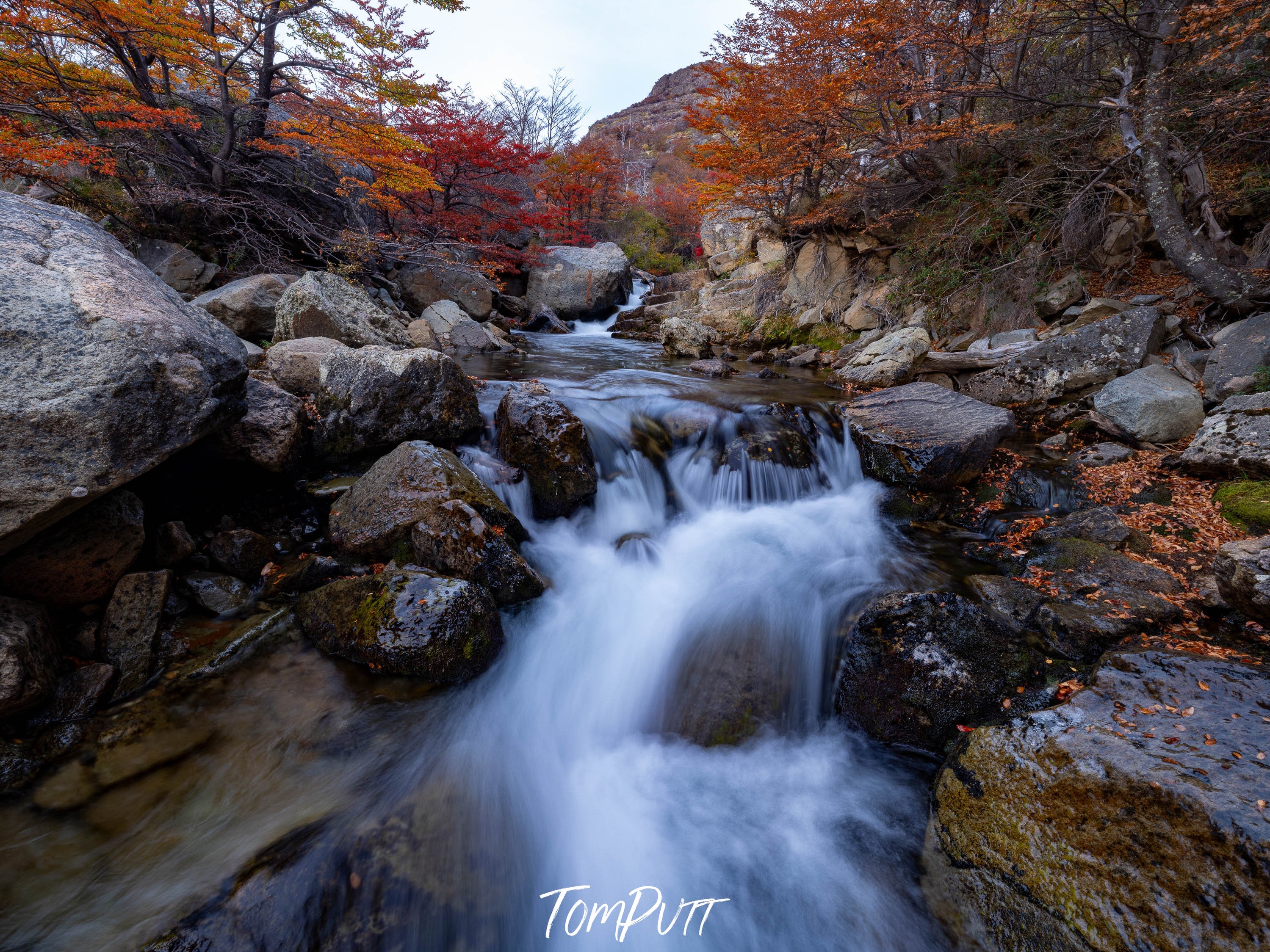 Patagonia Forest in autumn, Argentina