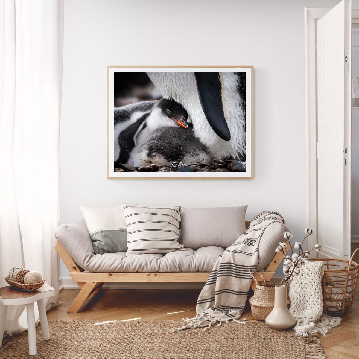 Feathers of Comfort, Gentoo Penguin, Antarctica