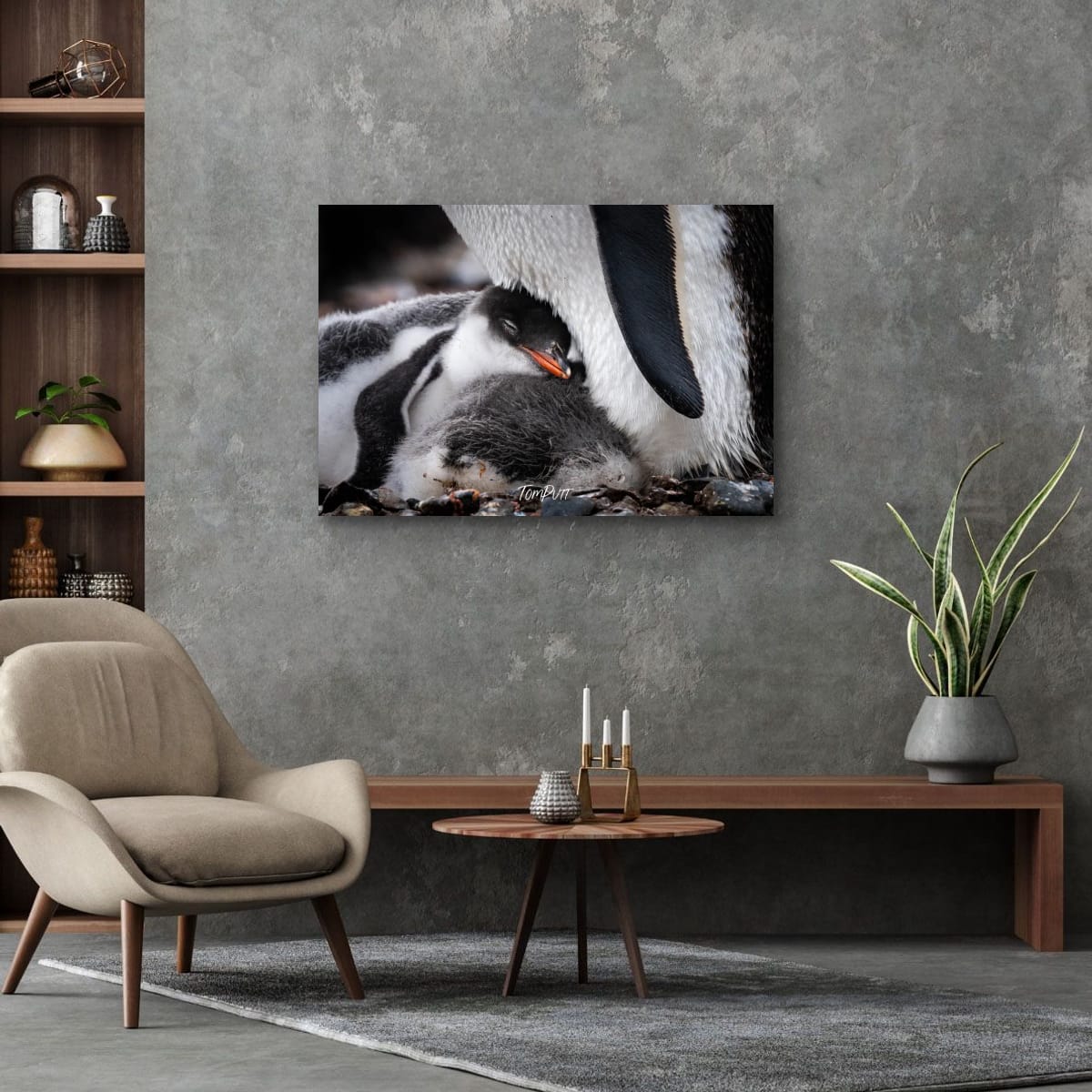 Feathers of Comfort, Gentoo Penguin, Antarctica