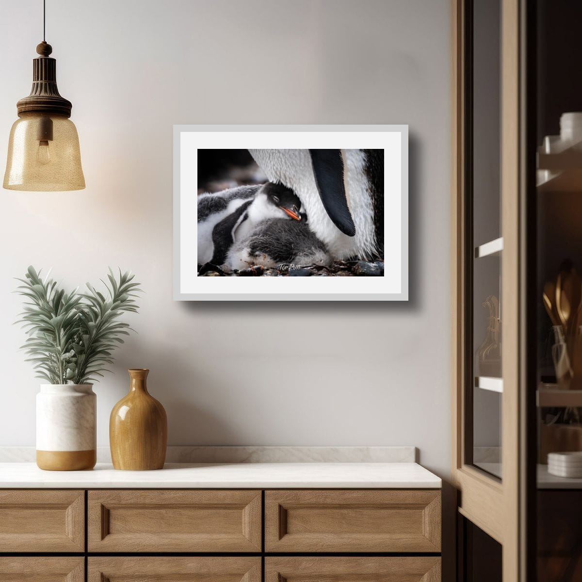 Feathers of Comfort, Gentoo Penguin, Antarctica