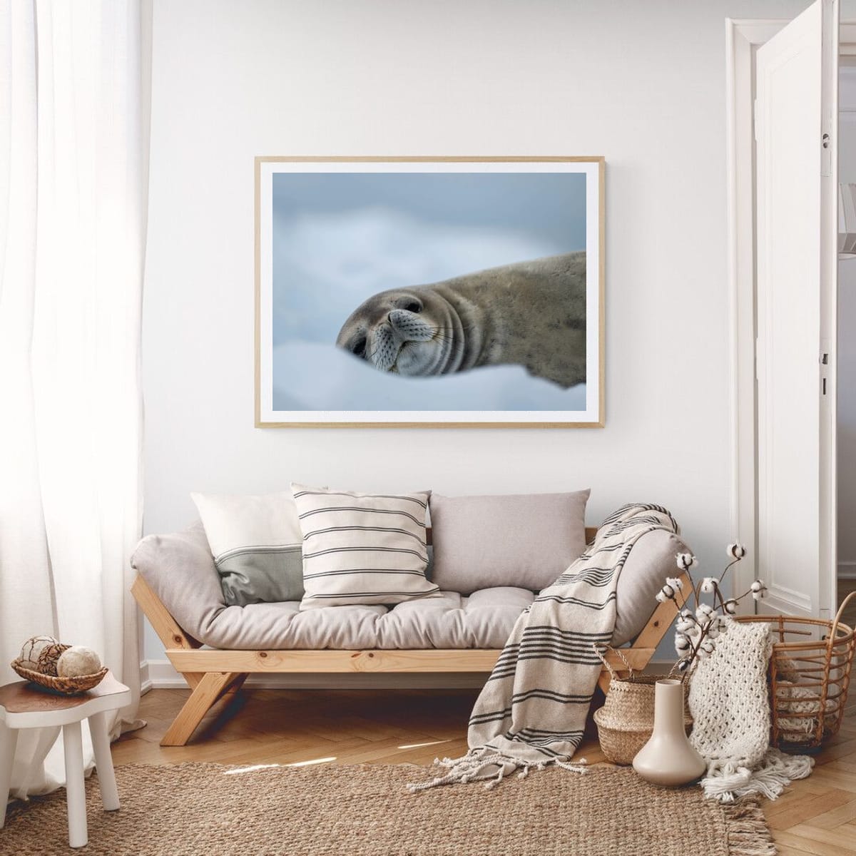 Snowy Seal Slumber, Antarctica