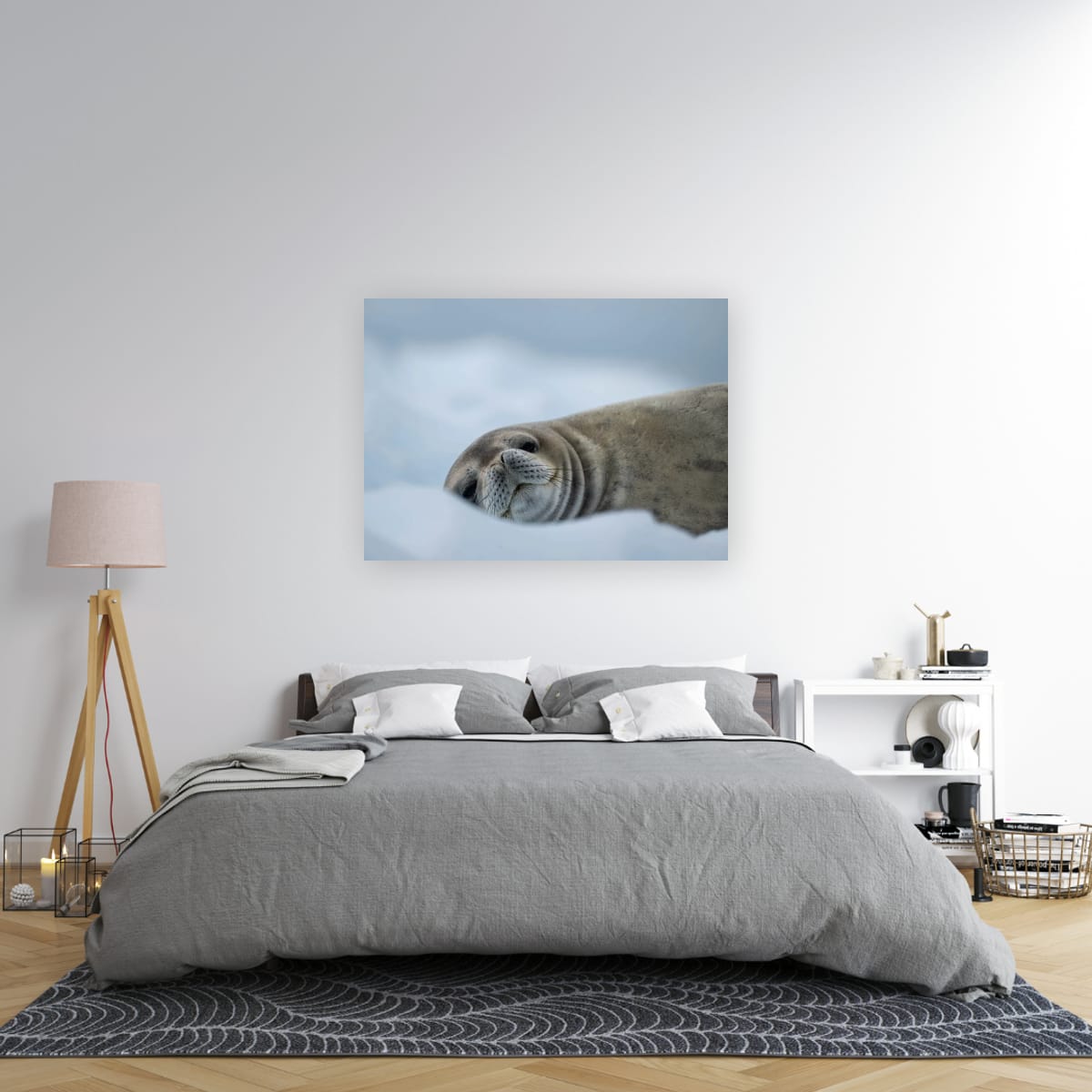 Snowy Seal Slumber, Antarctica