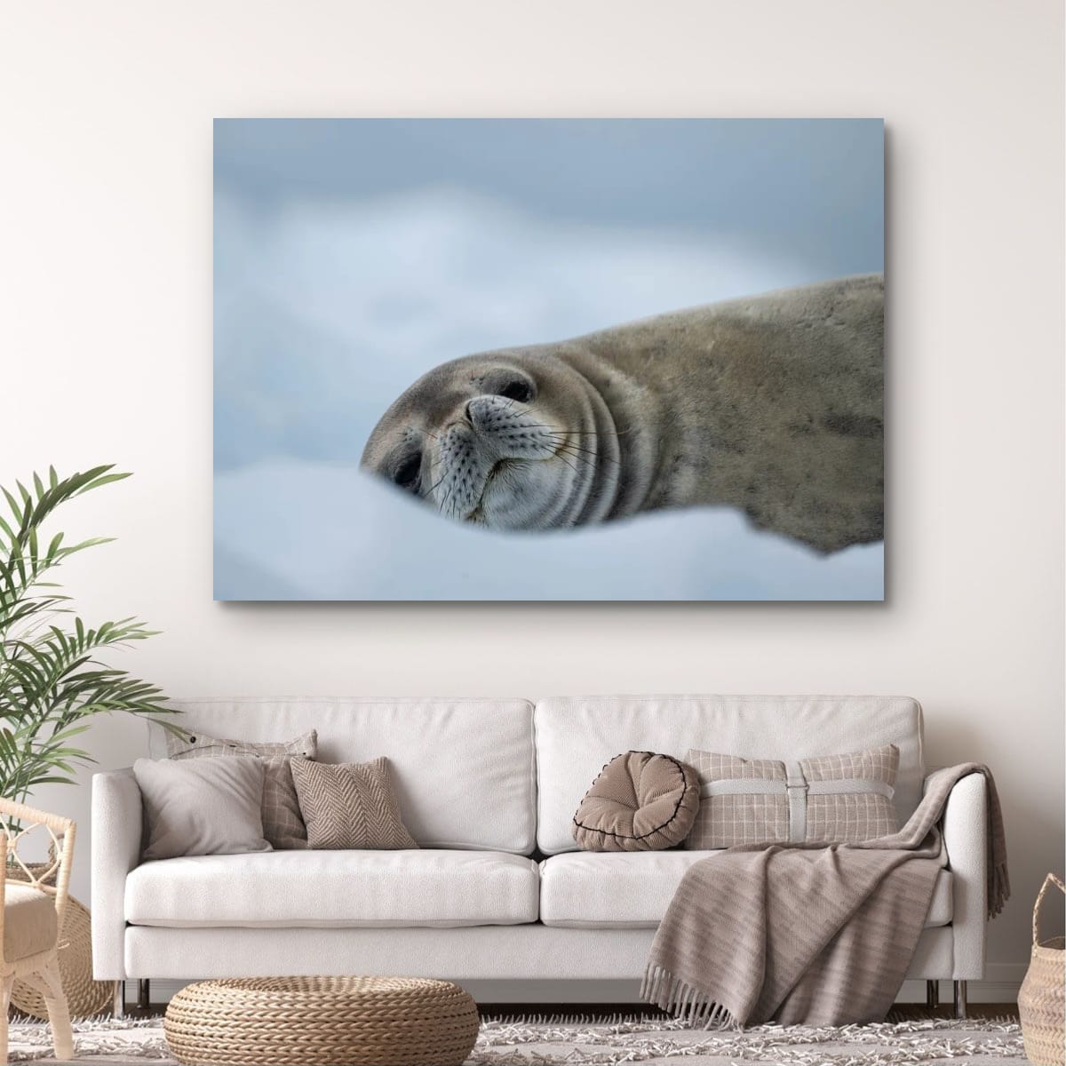 Snowy Seal Slumber, Antarctica