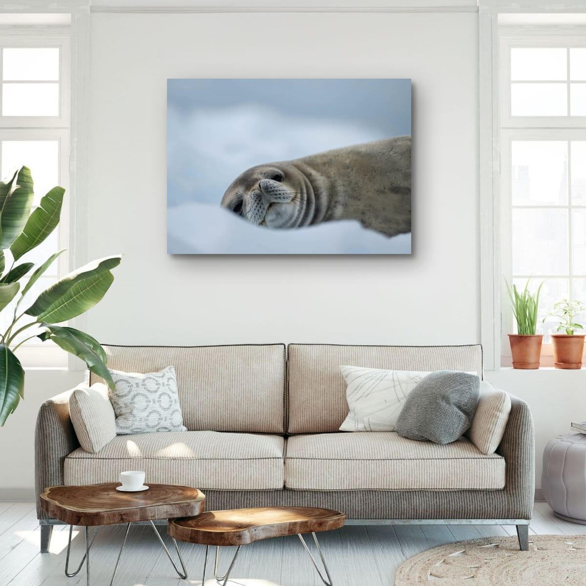 Snowy Seal Slumber, Antarctica