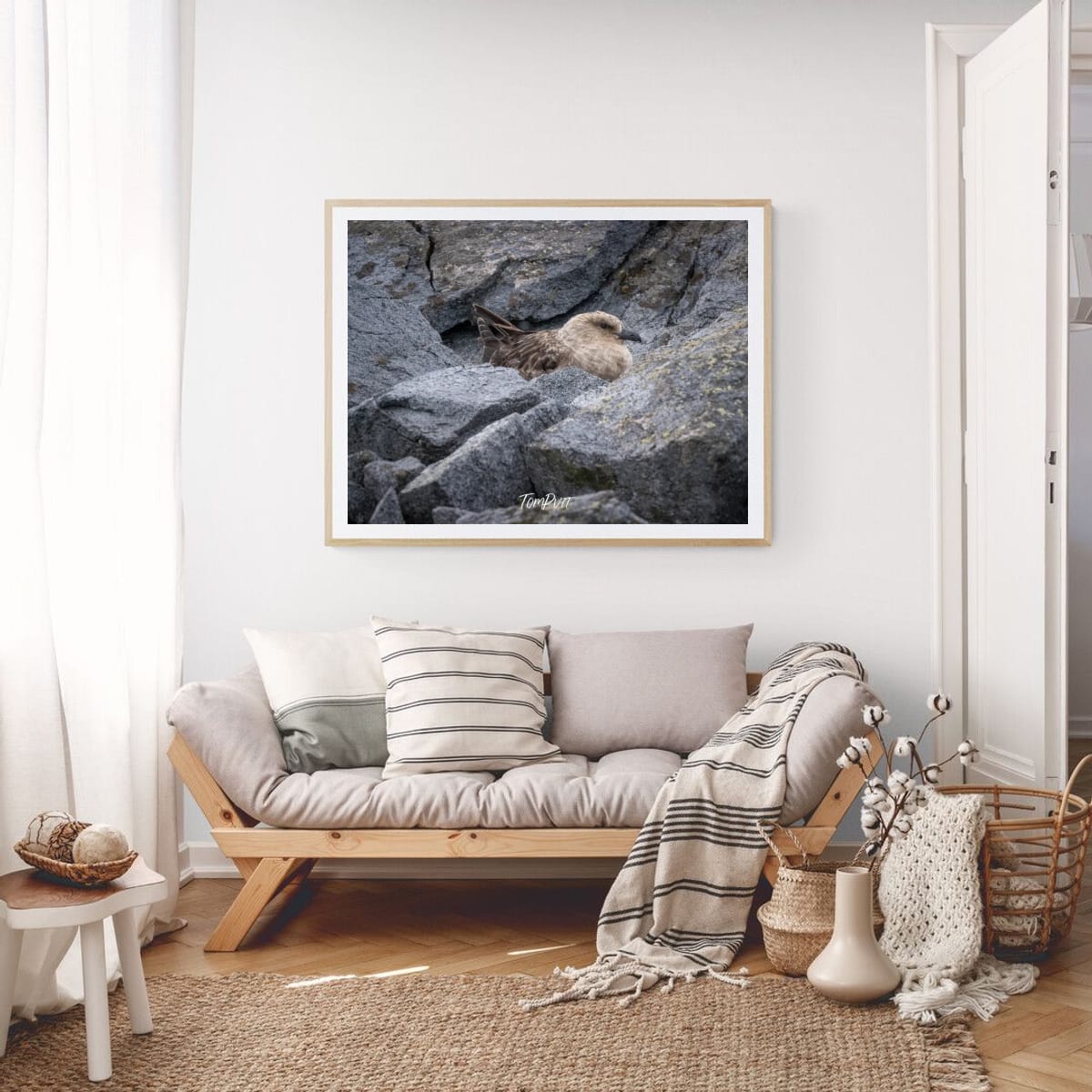 Skua on nest, Antarctica