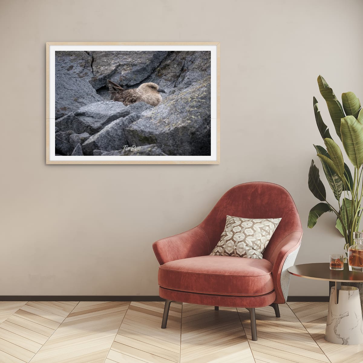 Skua on nest, Antarctica