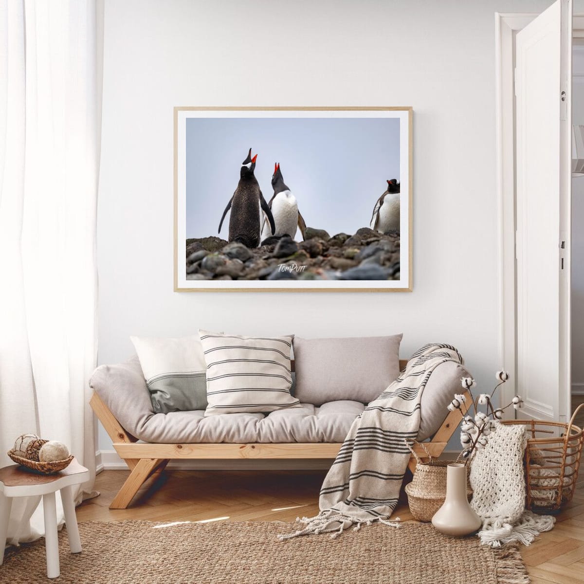 Chorus of Penguins, Antarctica