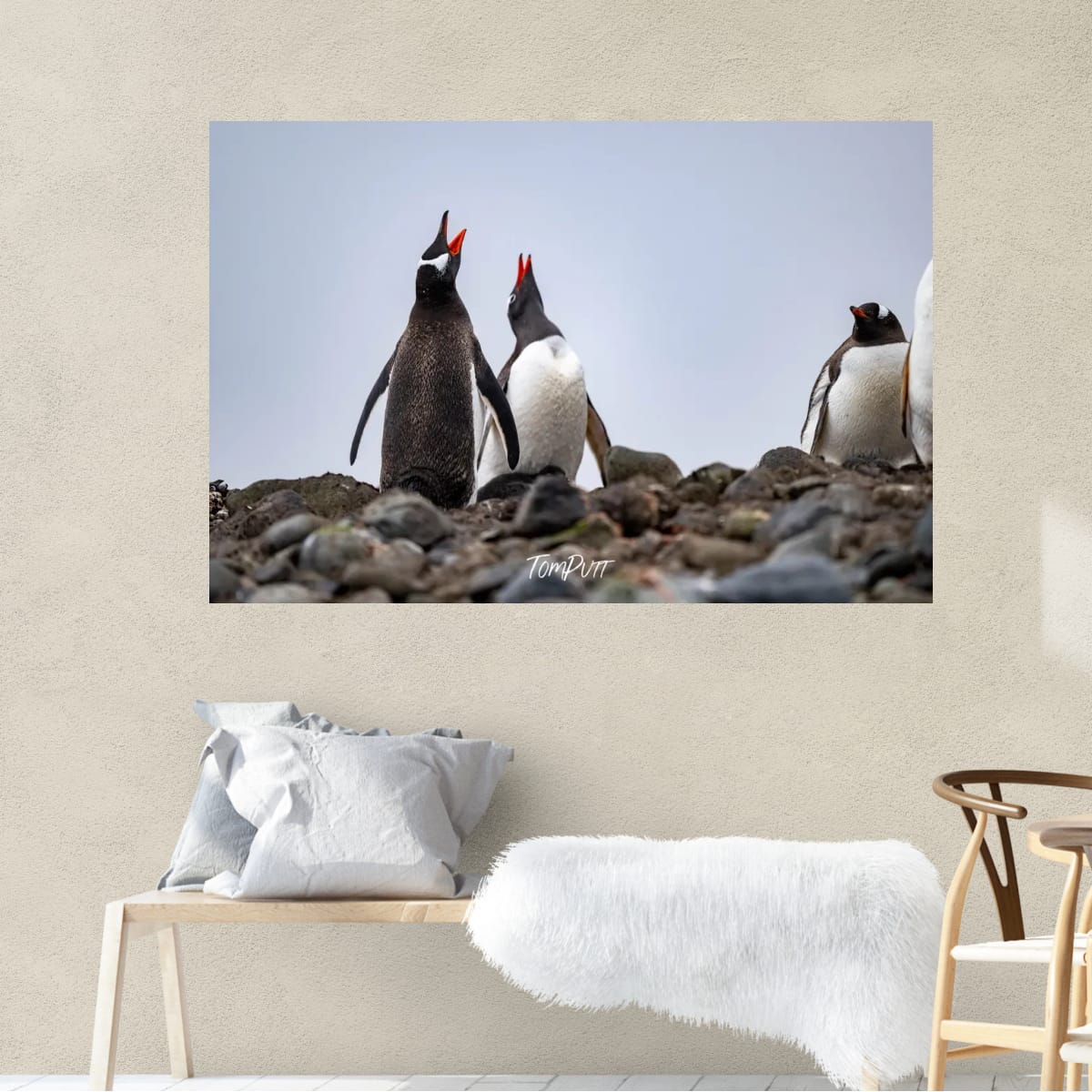 Chorus of Penguins, Antarctica