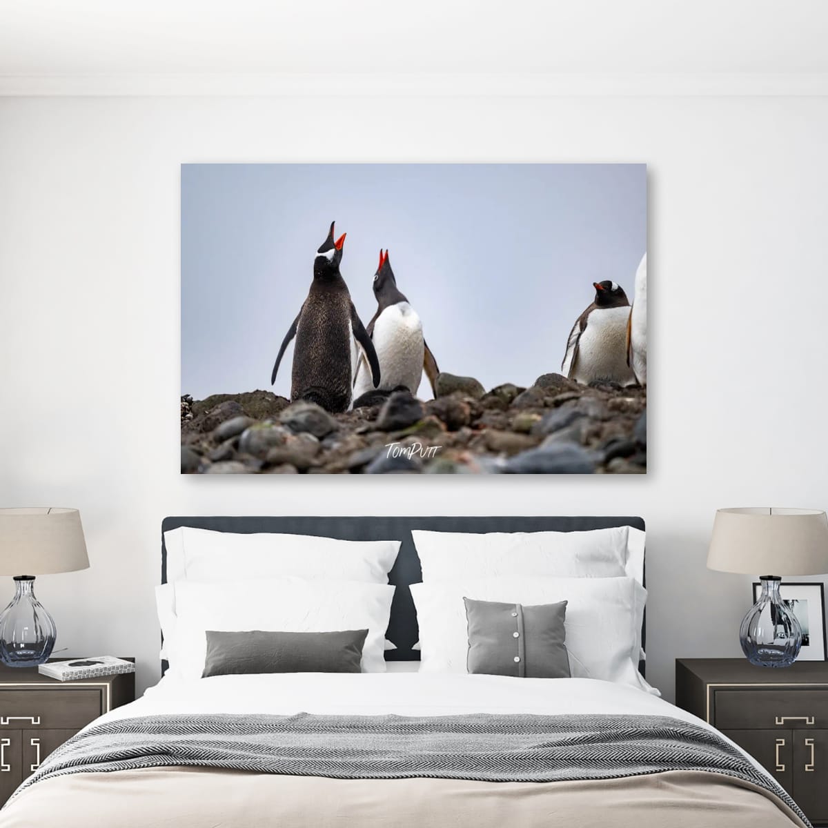 Chorus of Penguins, Antarctica