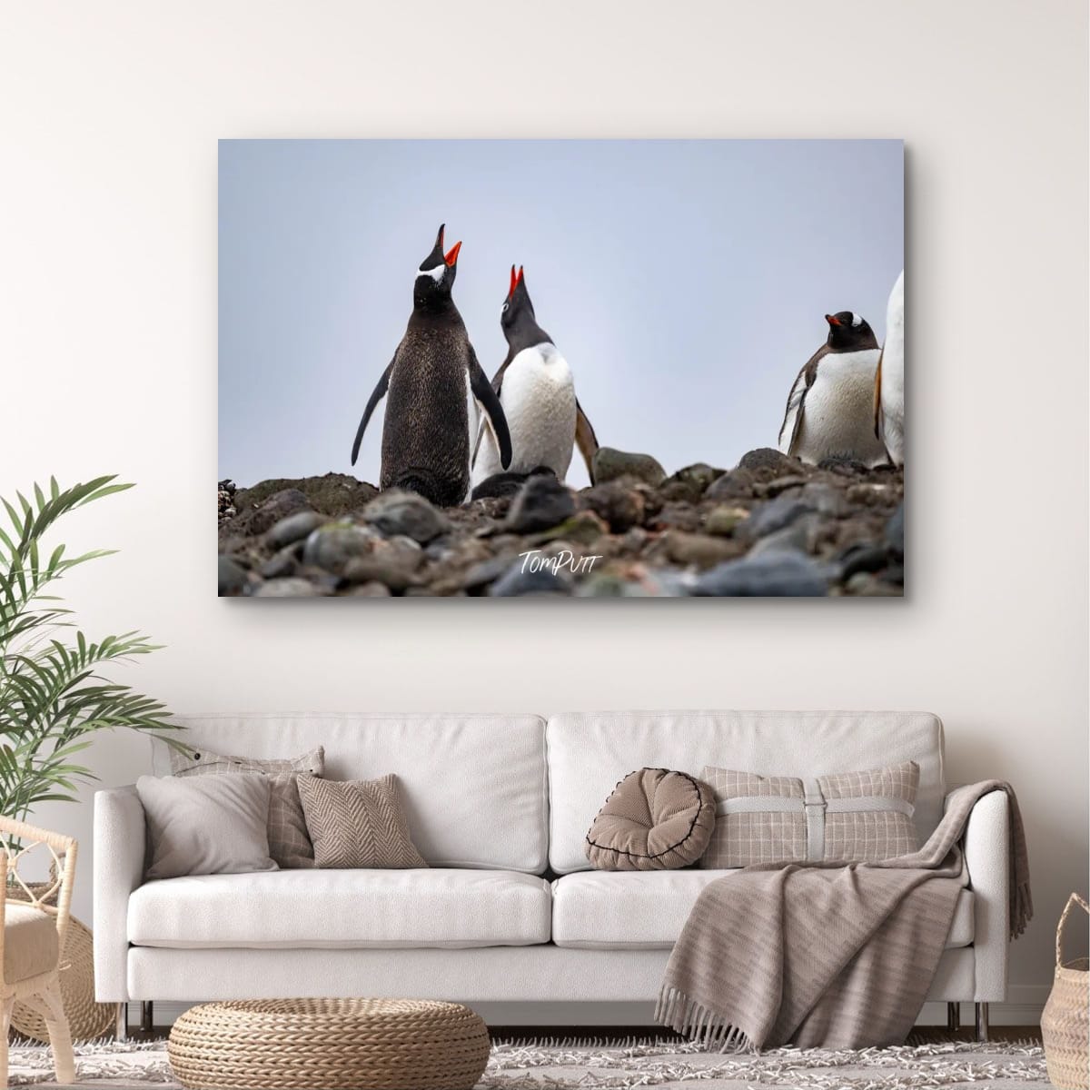 Chorus of Penguins, Antarctica