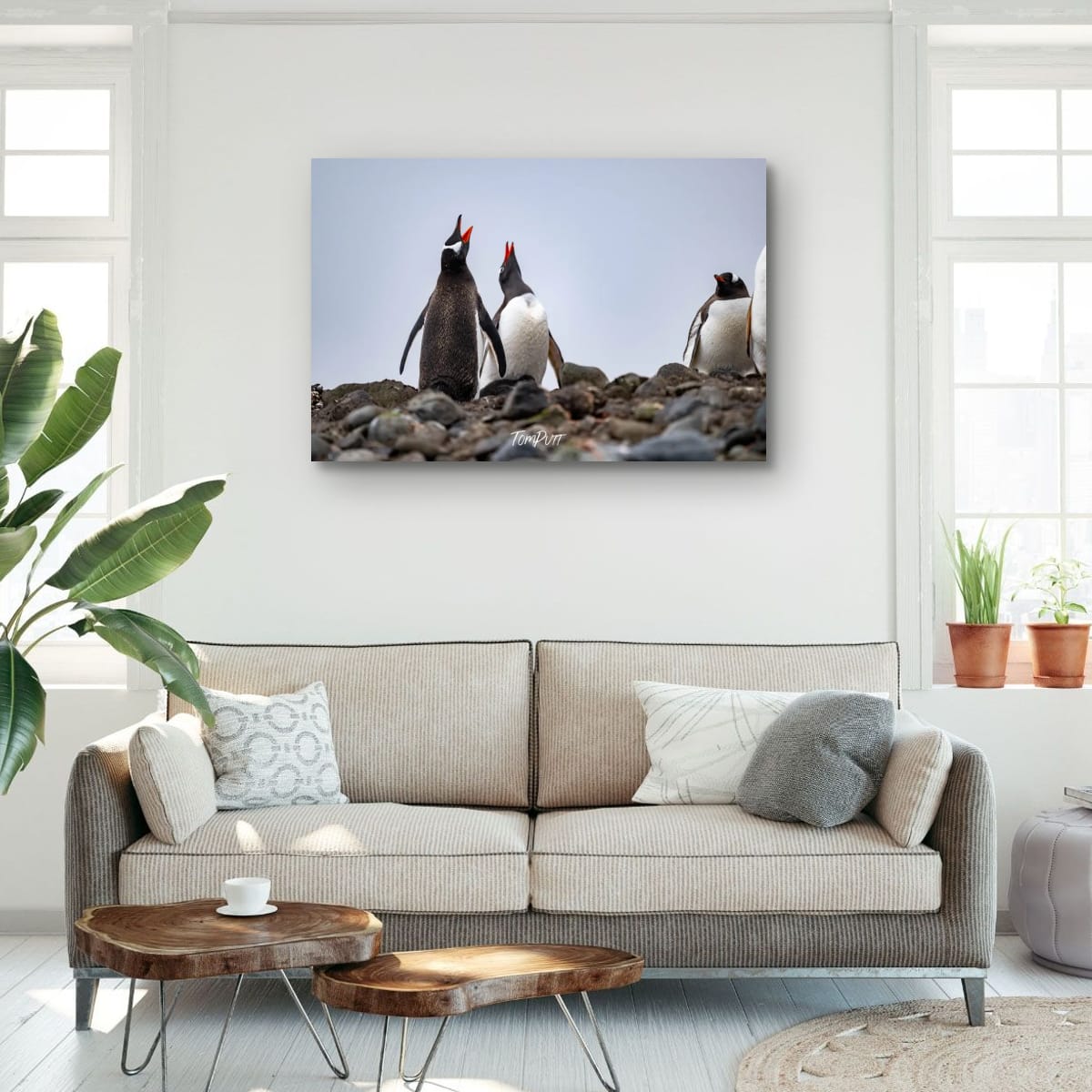 Chorus of Penguins, Antarctica