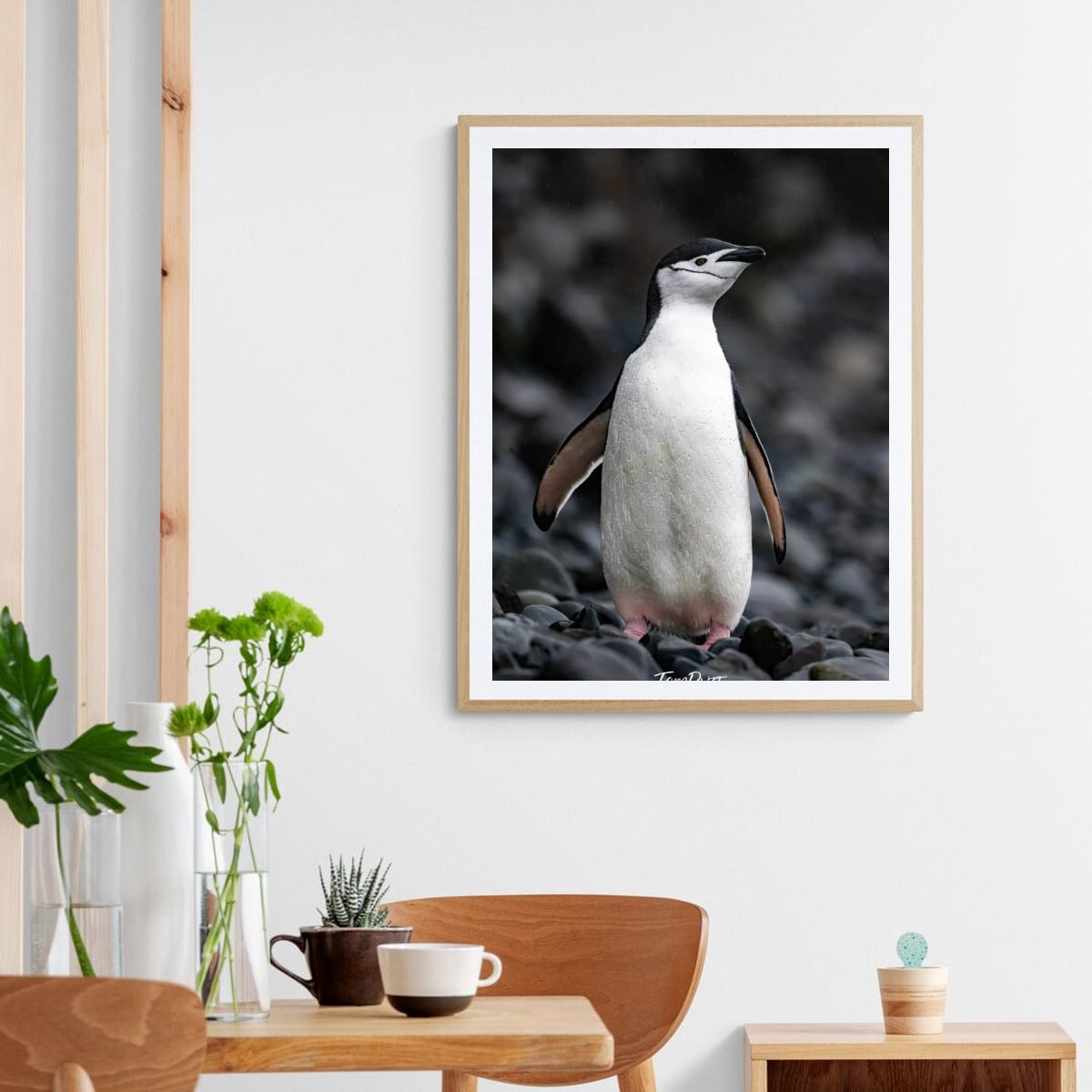 Standing Proud, Chinstrap Penguin, Antarctica