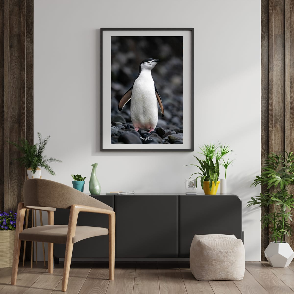 Standing Proud, Chinstrap Penguin, Antarctica