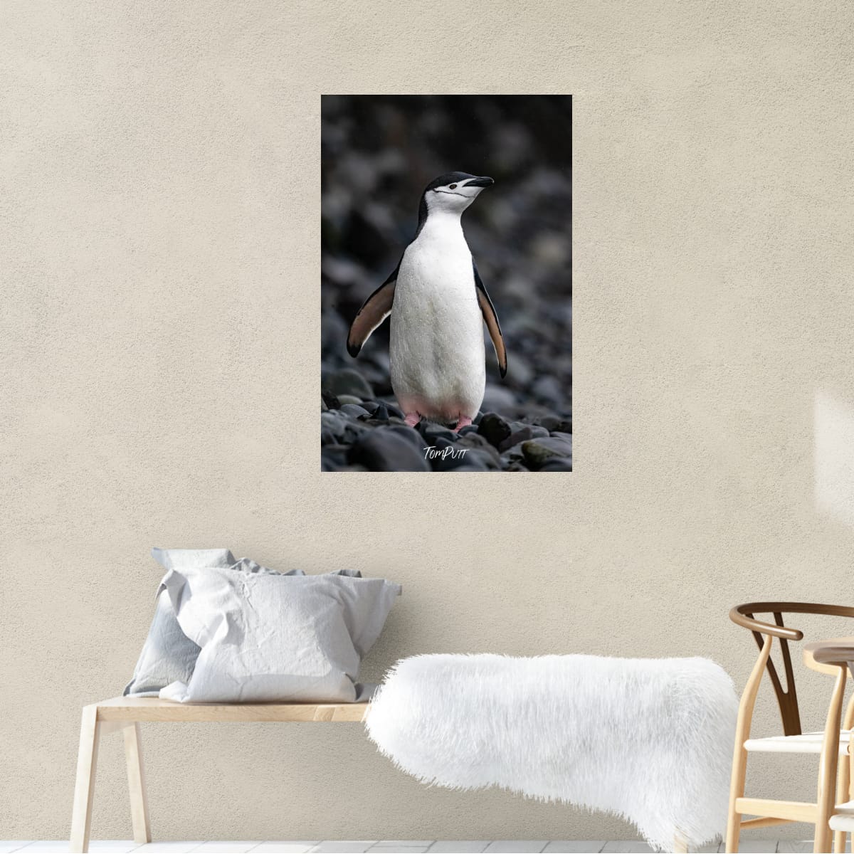 Standing Proud, Chinstrap Penguin, Antarctica