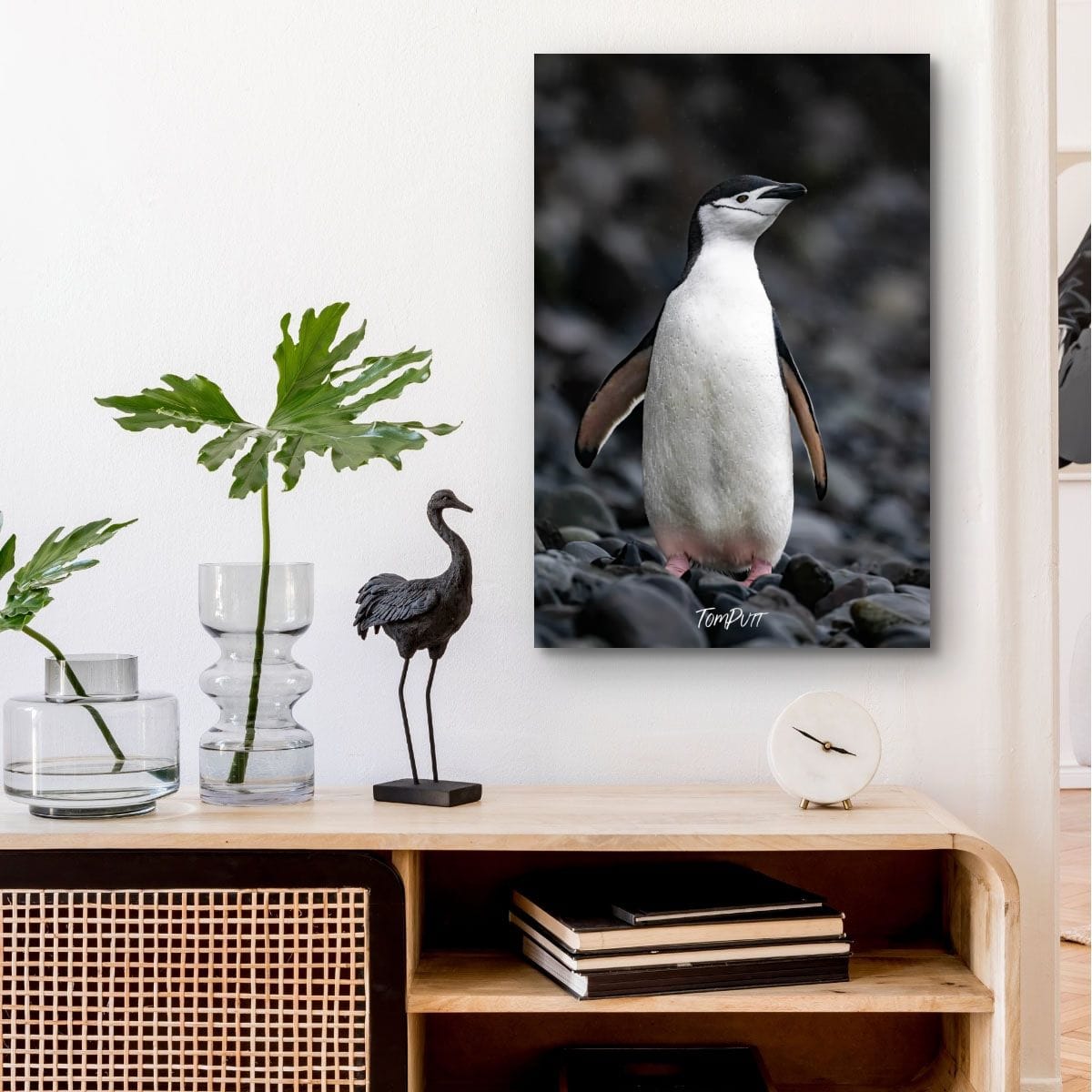 Standing Proud, Chinstrap Penguin, Antarctica