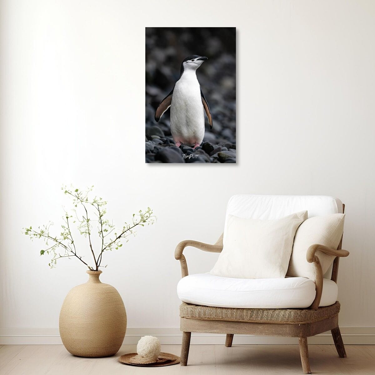 Standing Proud, Chinstrap Penguin, Antarctica