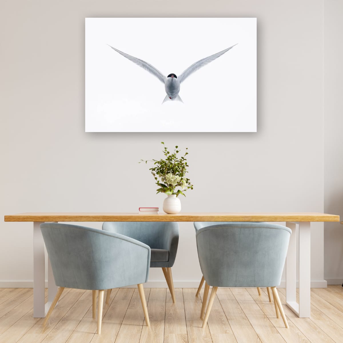 Antarctic Tern in flight, Antarctica