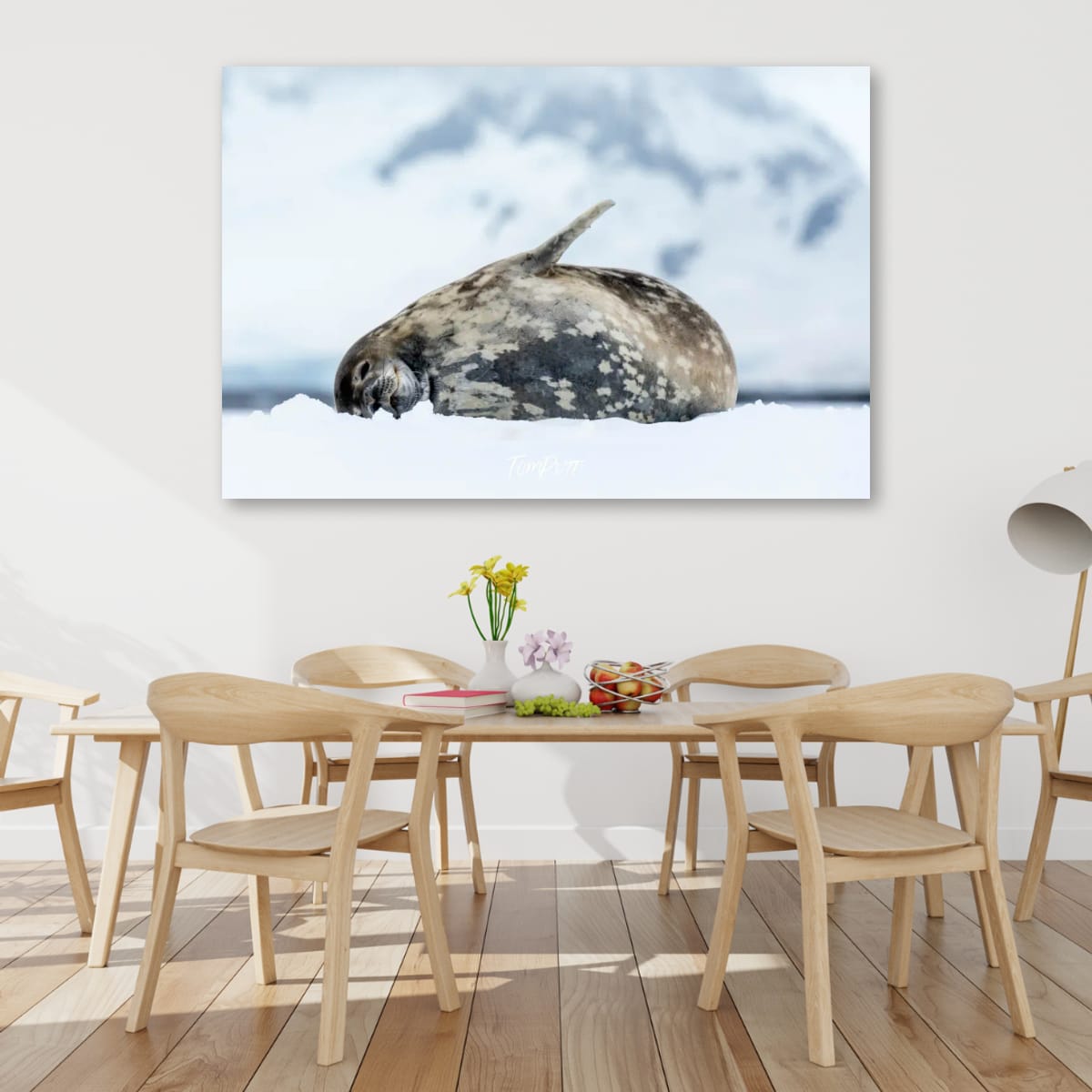 Weddell Seal, Antarctica