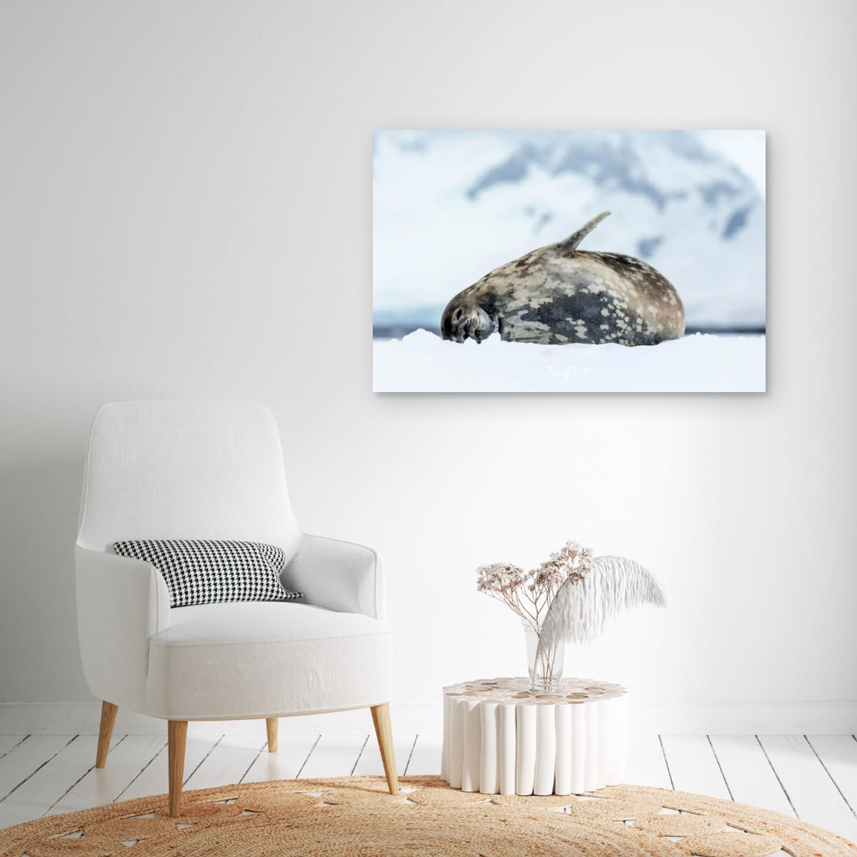 Weddell Seal, Antarctica