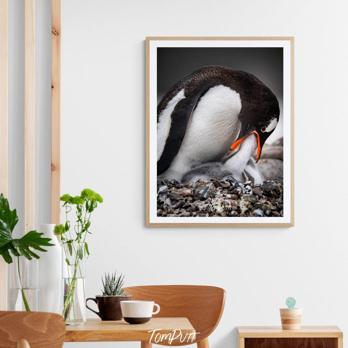 Nuturing Love, Gentoo Penguin, Antarctica