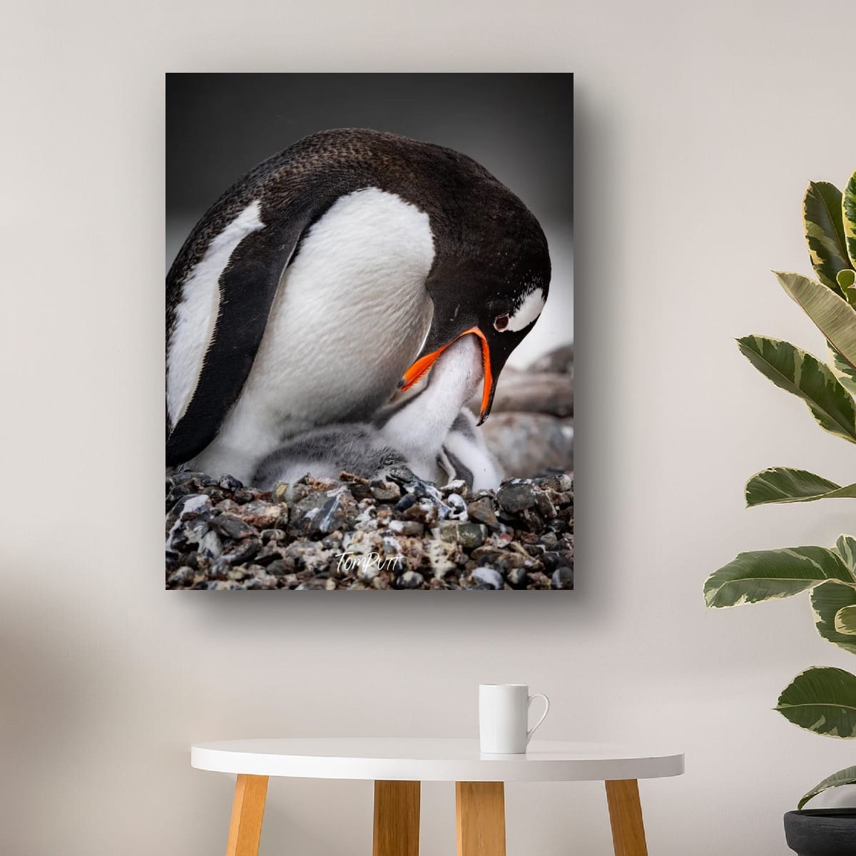 Nuturing Love, Gentoo Penguin, Antarctica