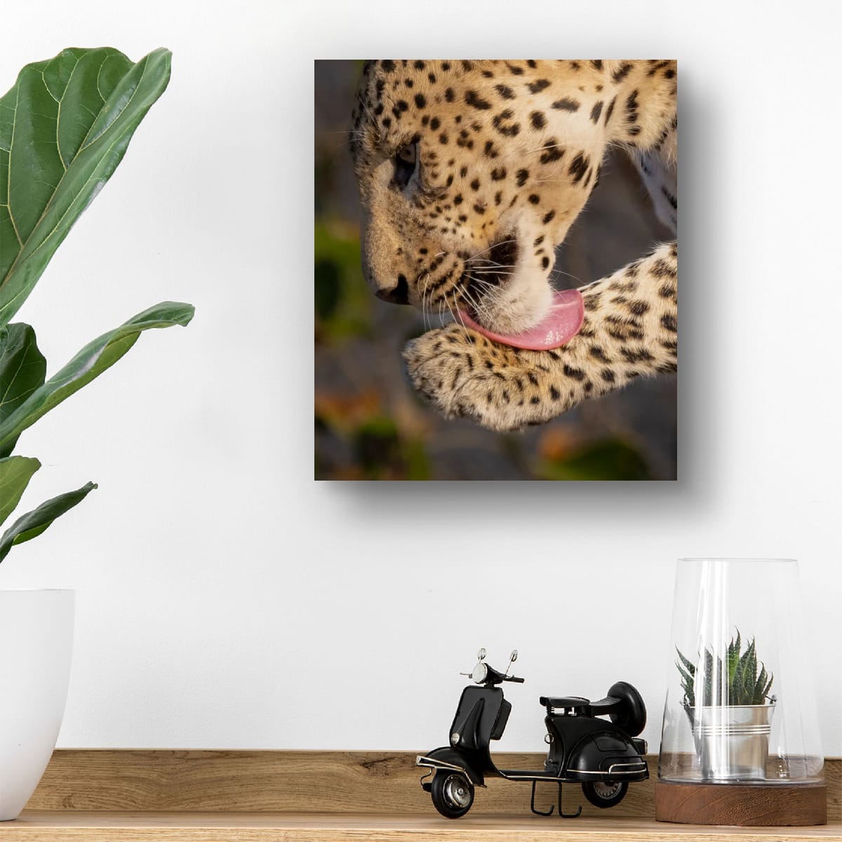 Leopard Grooming, India