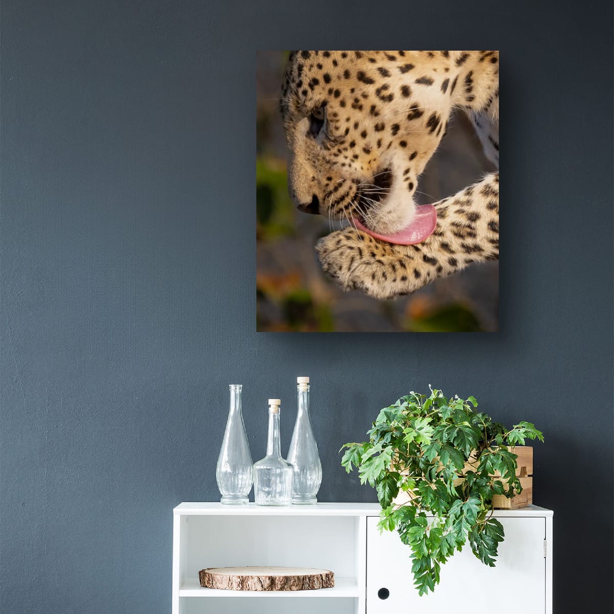 Leopard Grooming, India