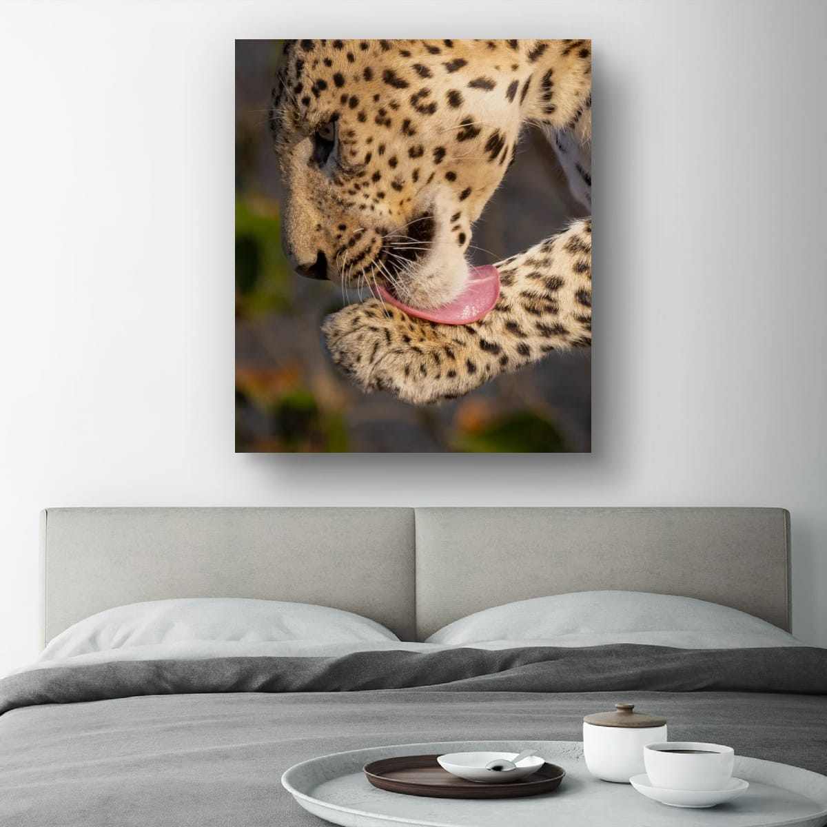 Leopard Grooming, India