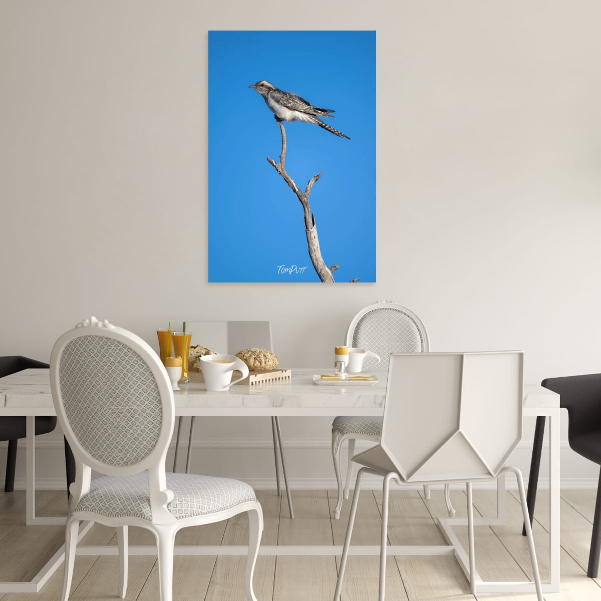 Skyward. Pallid Cuckoo
