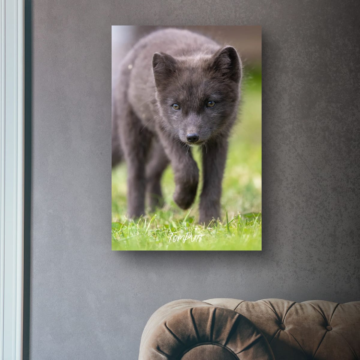Approaching. Arctic Fox Cub