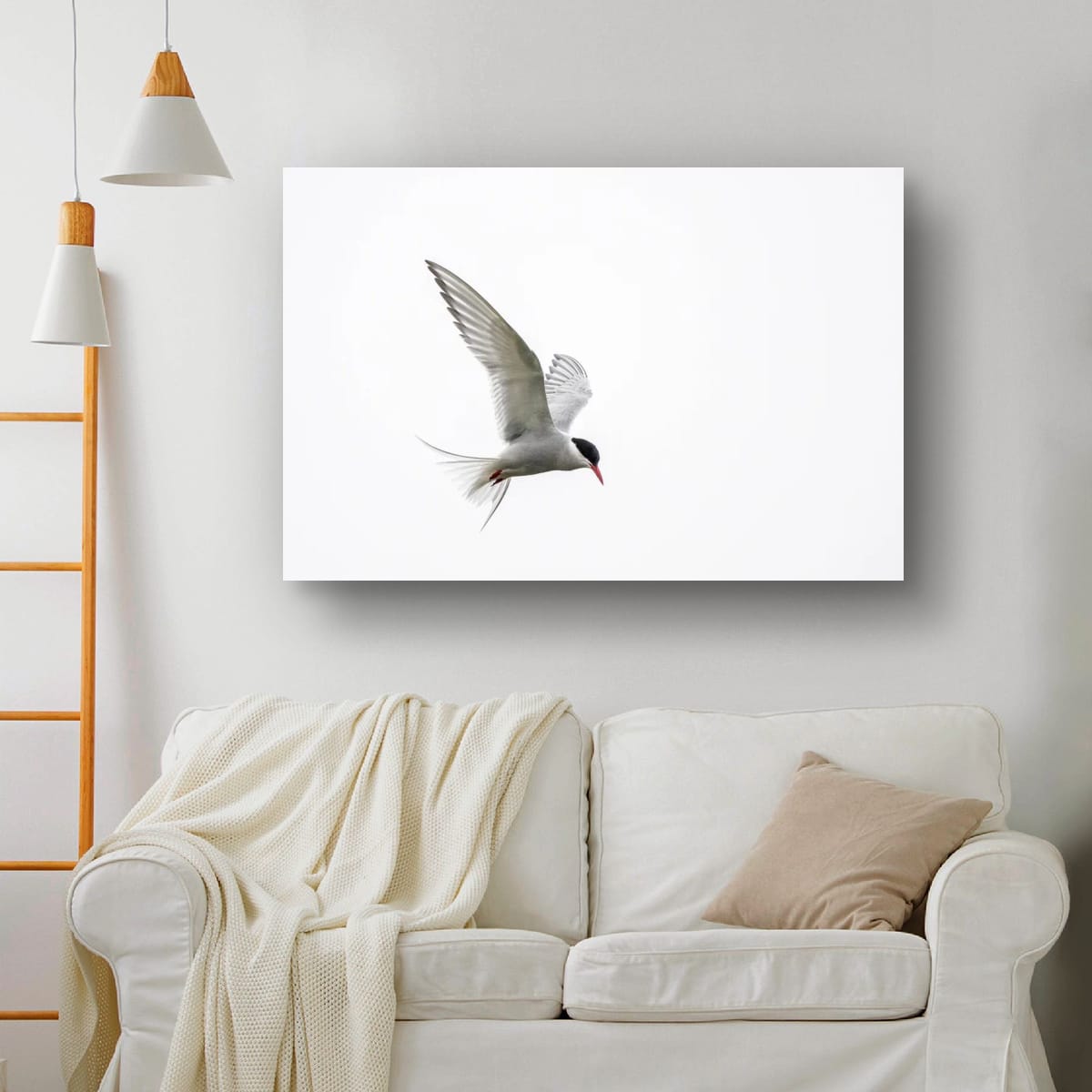 Arctic Tern in Flight