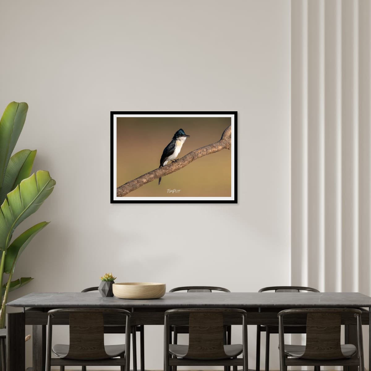 Poised. Paperbark Flycatcher