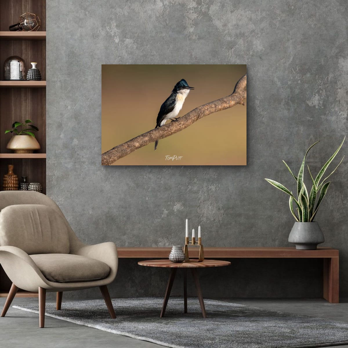 Poised. Paperbark Flycatcher