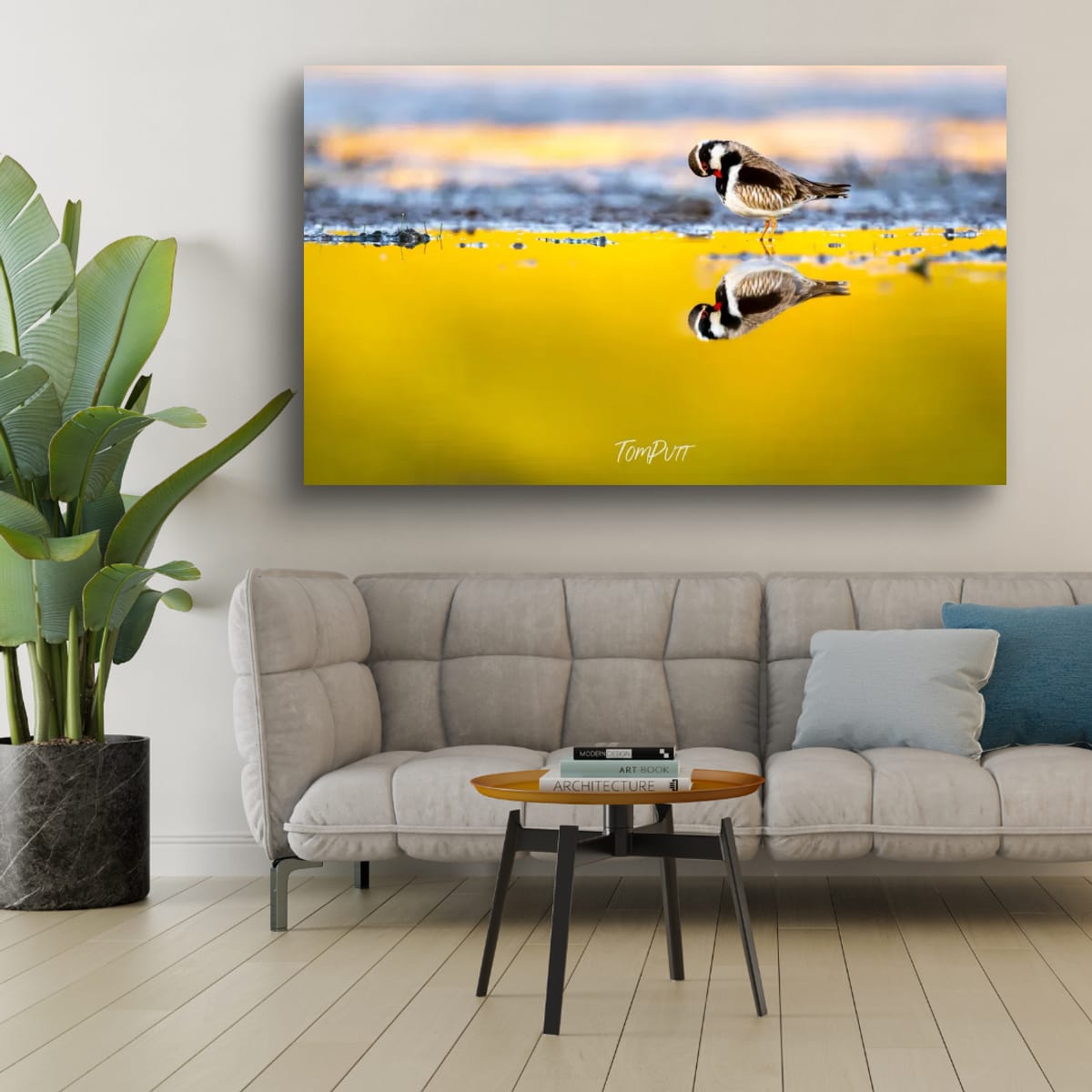 Golden Reflection. Black-Fronted Dotterel