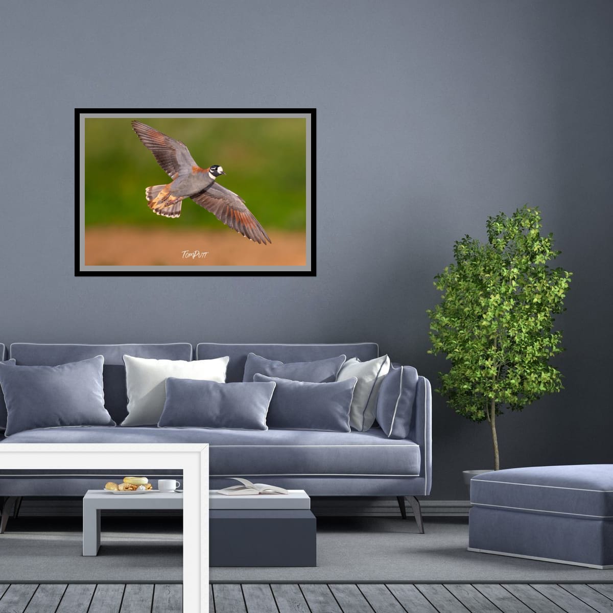 Flock Bronzewing in Flight