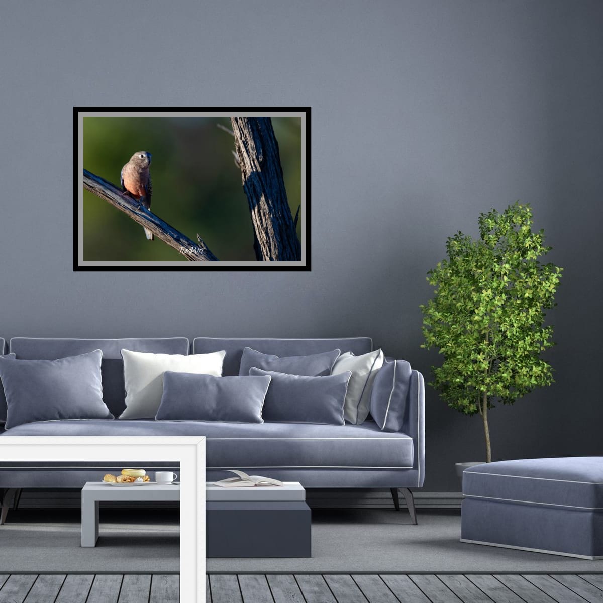 Bourke's Parrot Watching