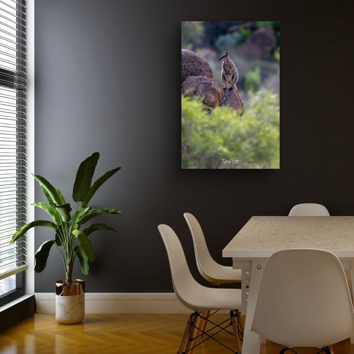 Perched. Purple-Necked Rock Wallaby