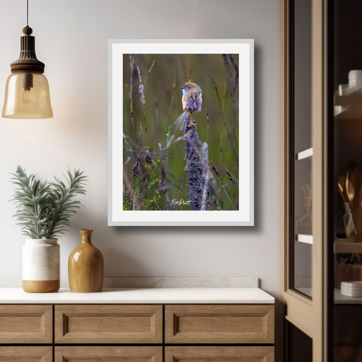 Southern Emu Wren Lookout (male)