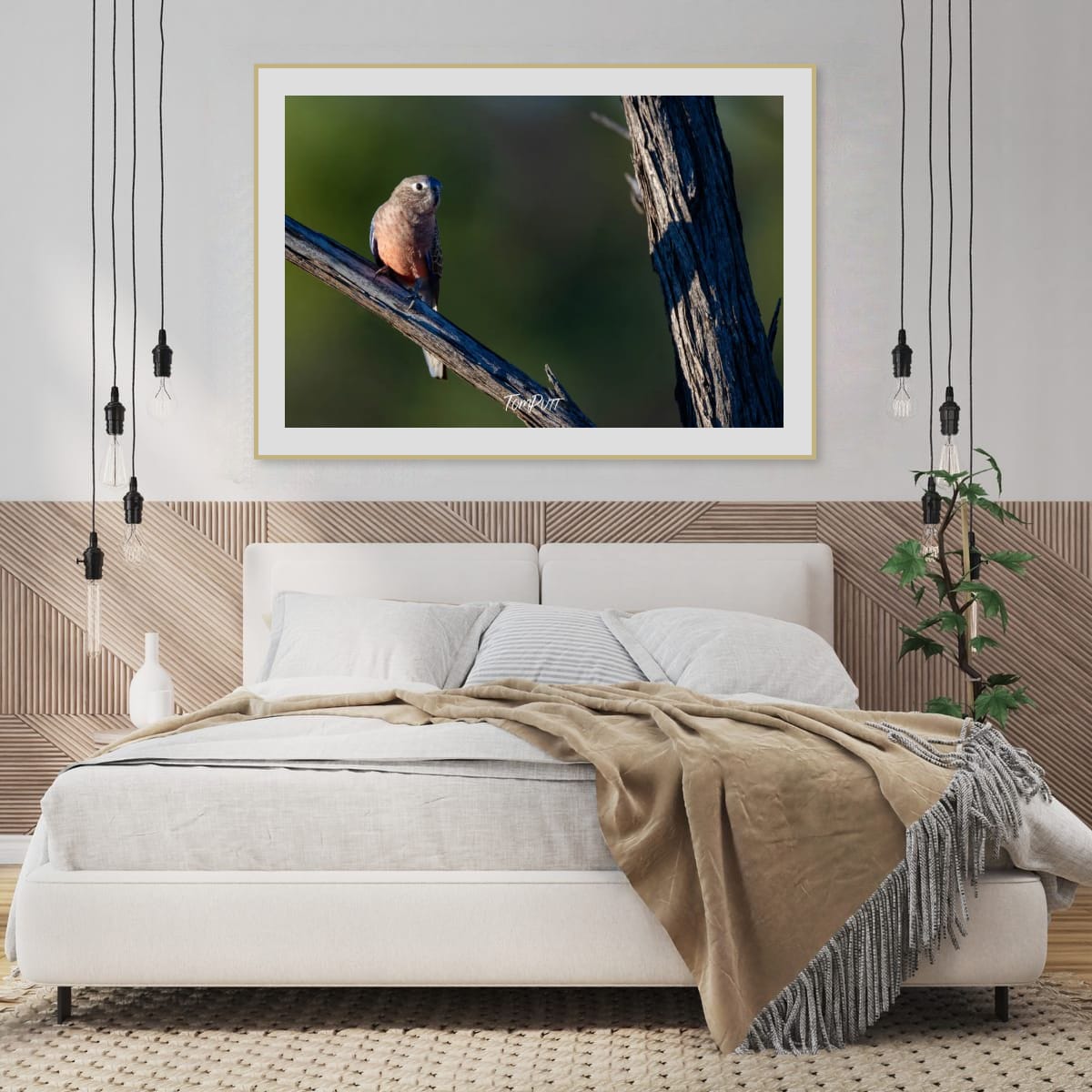 Bourke's Parrot Watching