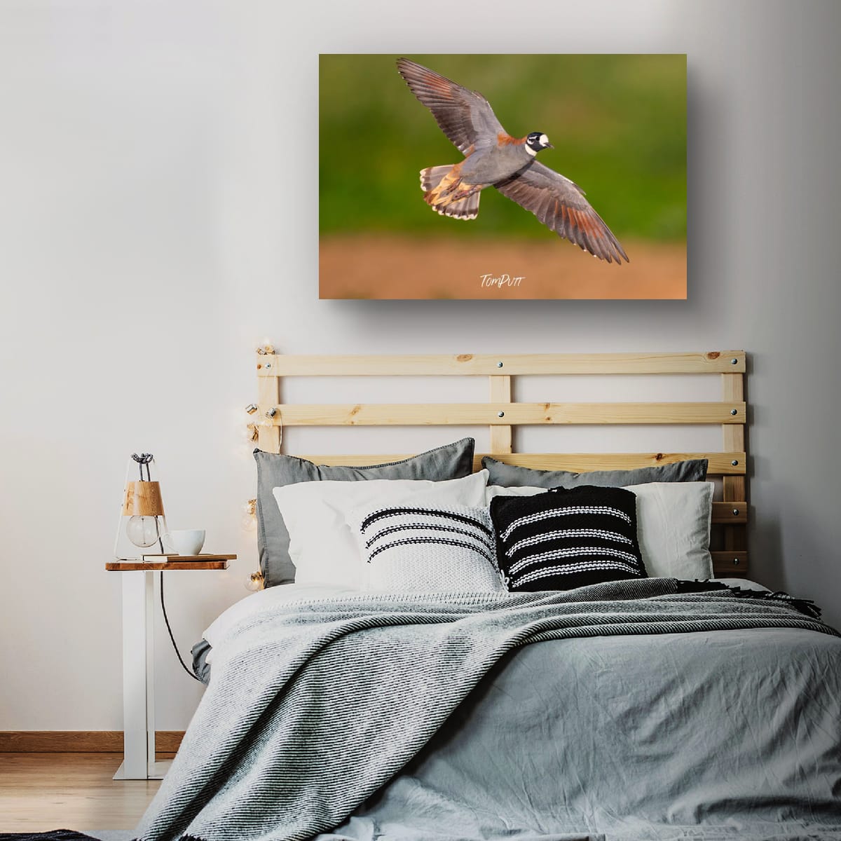 Flock Bronzewing in Flight