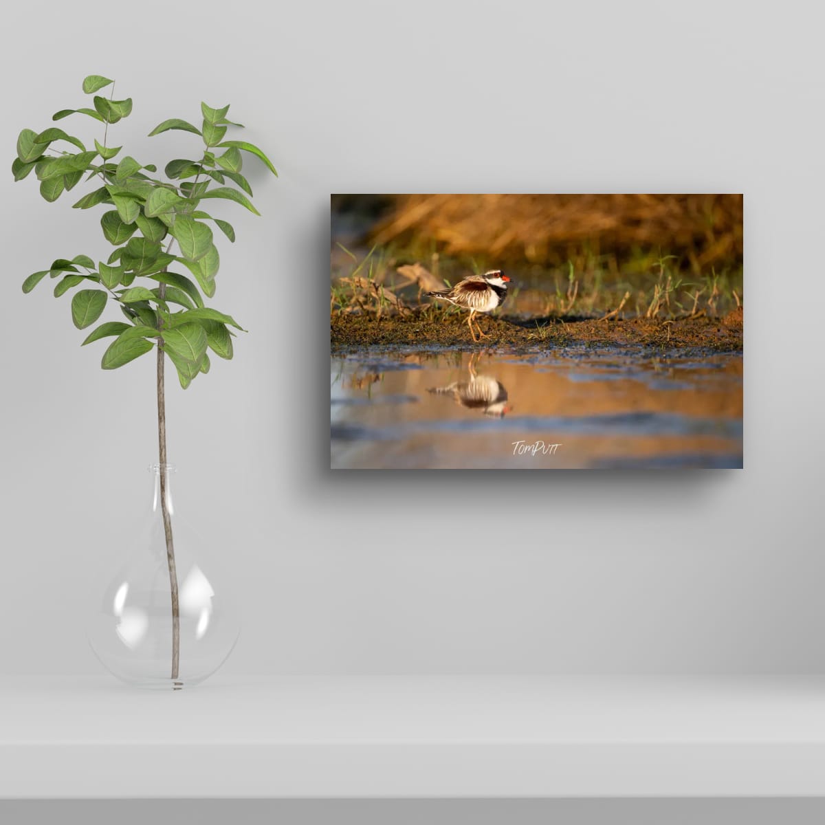Black Fronted Dotterel, Channel Country