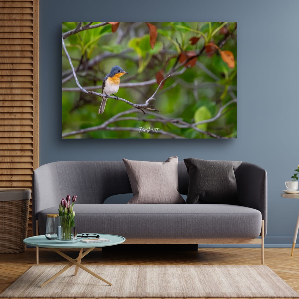 Broad-Billed Flycatcher, Channel Country