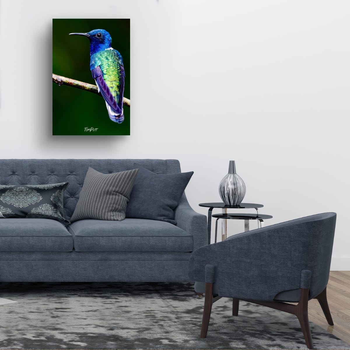 White-necked Jacobin #2, Costa Rica