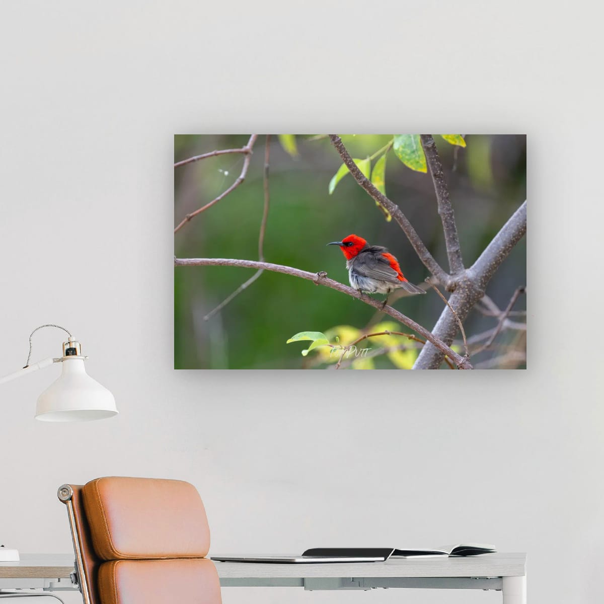 Windblown. Red-Headed Honeyeater