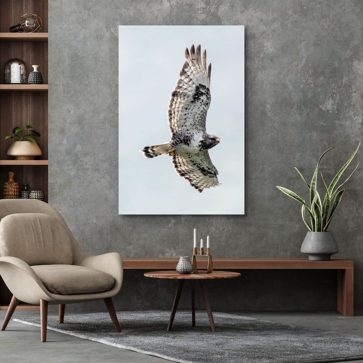 Steady Gaze. Rough-Legged Hawk