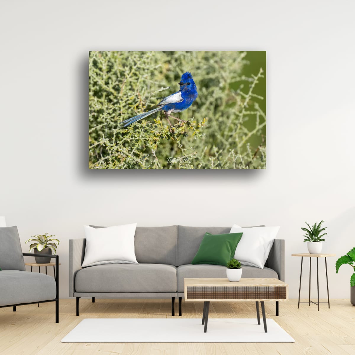 Regal Blue. White-Winged Fairy Wren