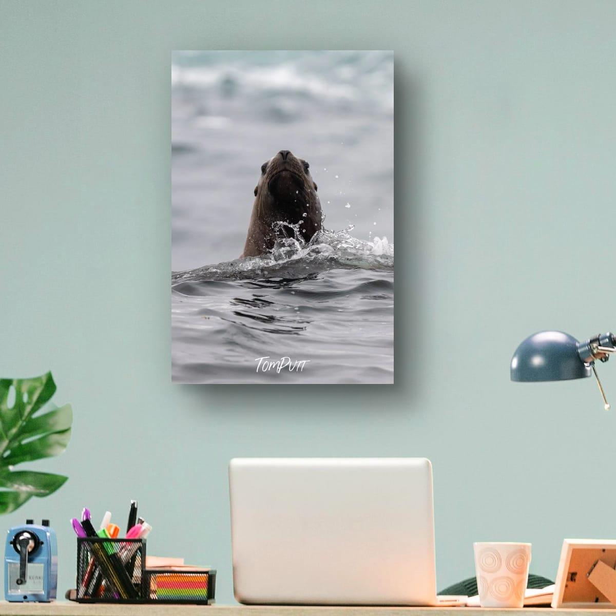 Curious Rising: Sea Lion