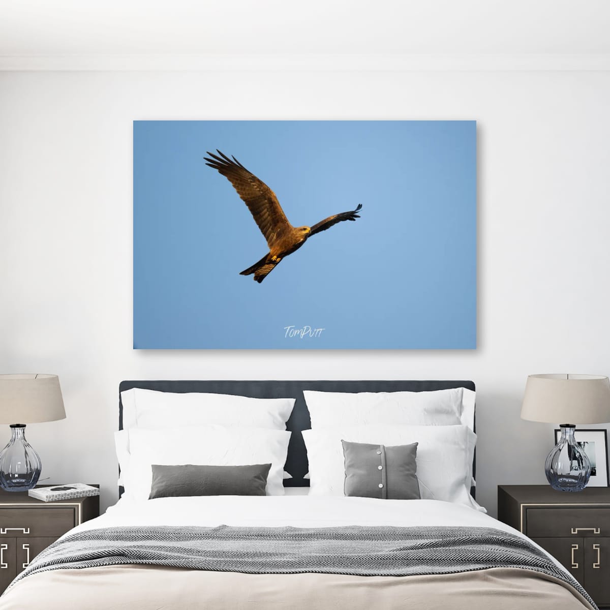 Black Kite Soaring