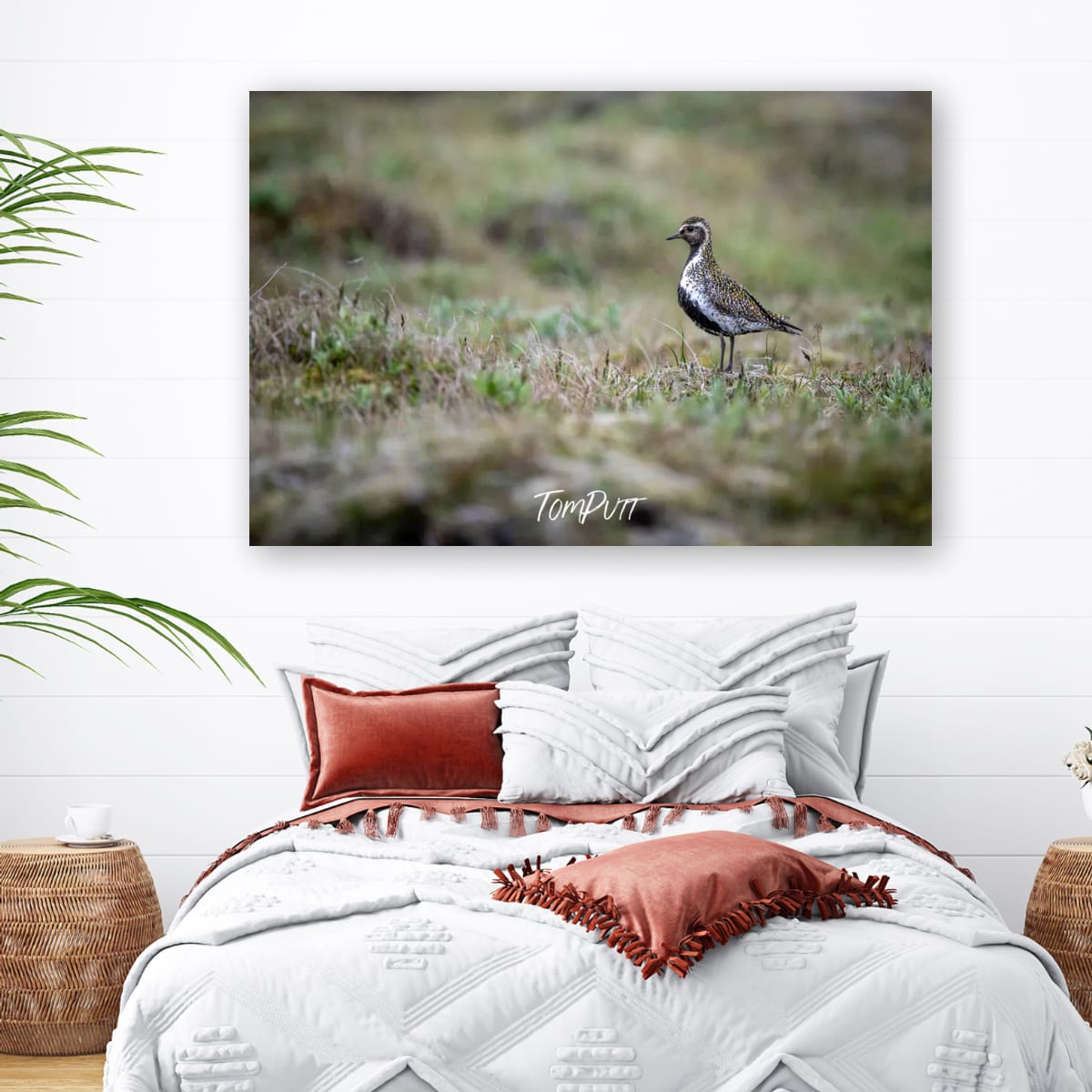 Quiet Sentinel. Golden Plover